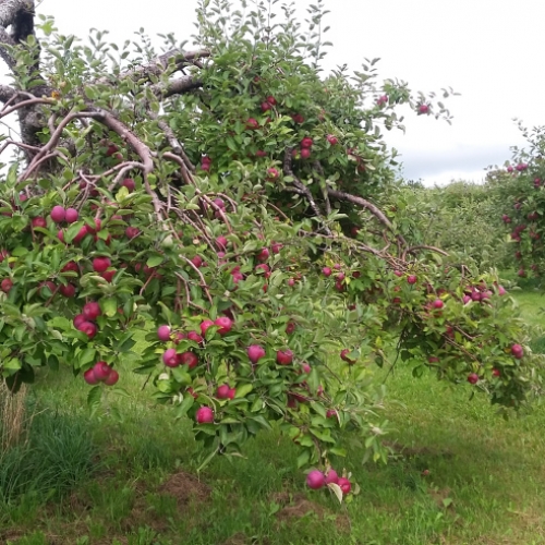 Verger Heath